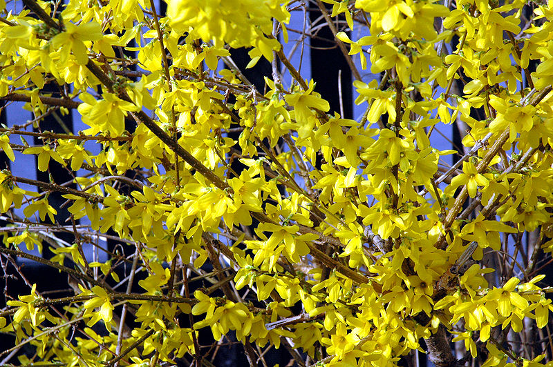 Кустарники С Желтыми Листьями Фото